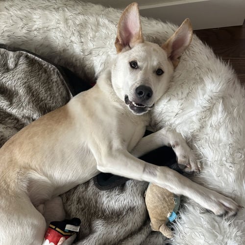 SCOUT COOPER - Labrador Retriever available for adoption