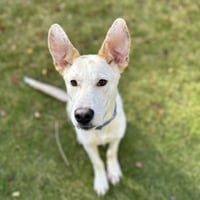 Scout Cooper - Photo 2