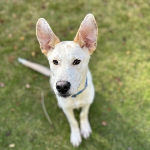 SCOUT COOPER - Labrador Retriever available for adoption