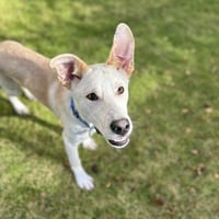 Scout Cooper - Photo 4