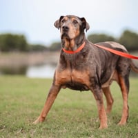 Who Dat Hank - Photo 1