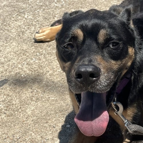 MELO - Labrador Retriever available for adoption
