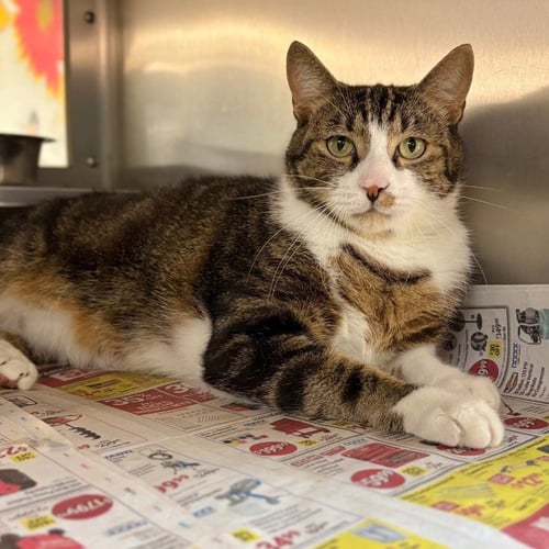 WILLIE - Domestic Short Hair available for adoption