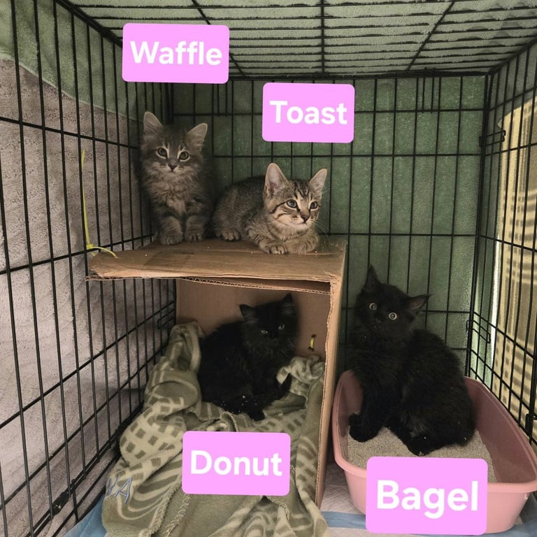 Raisin Bagel Image