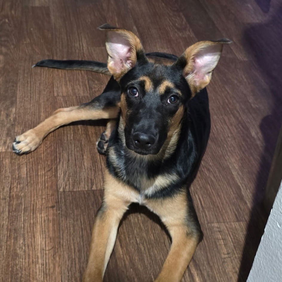 RILEY III (NEW DIGS) - Australian Kelpie available for adoption