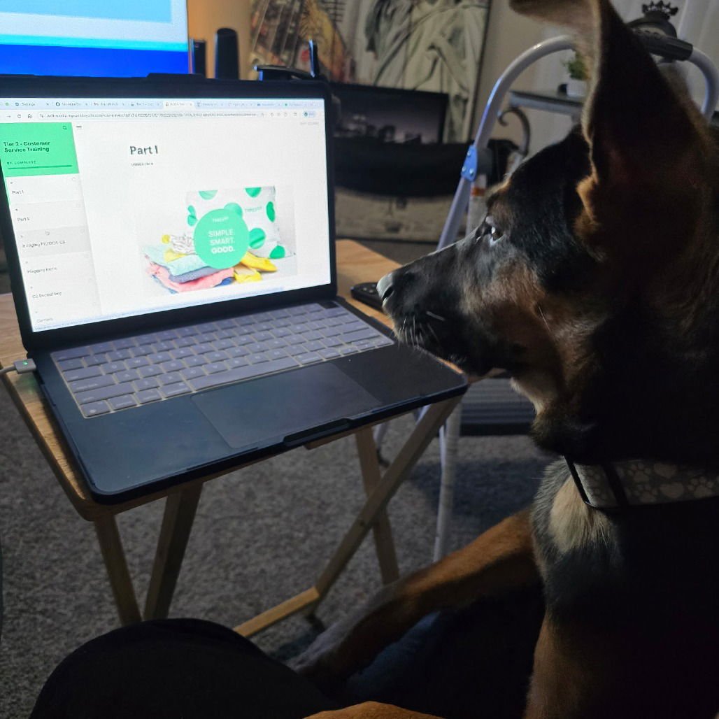 RILEY III (NEW DIGS) - Australian Kelpie available for adoption