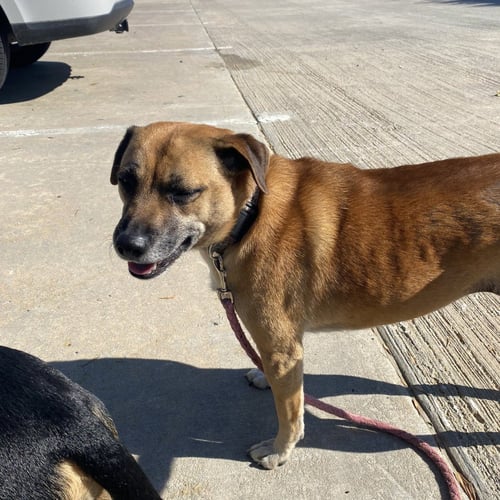 GIGI - Hound available for adoption