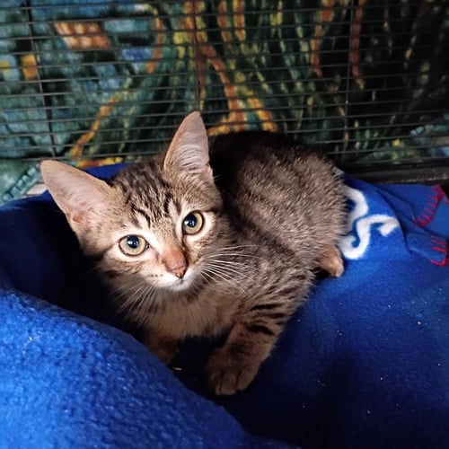 BRAN - Domestic Short Hair available for adoption
