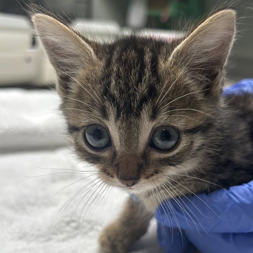 BRAN - Domestic Short Hair available for adoption