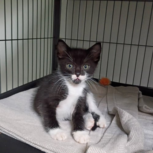 RIKU - Domestic Short Hair available for adoption