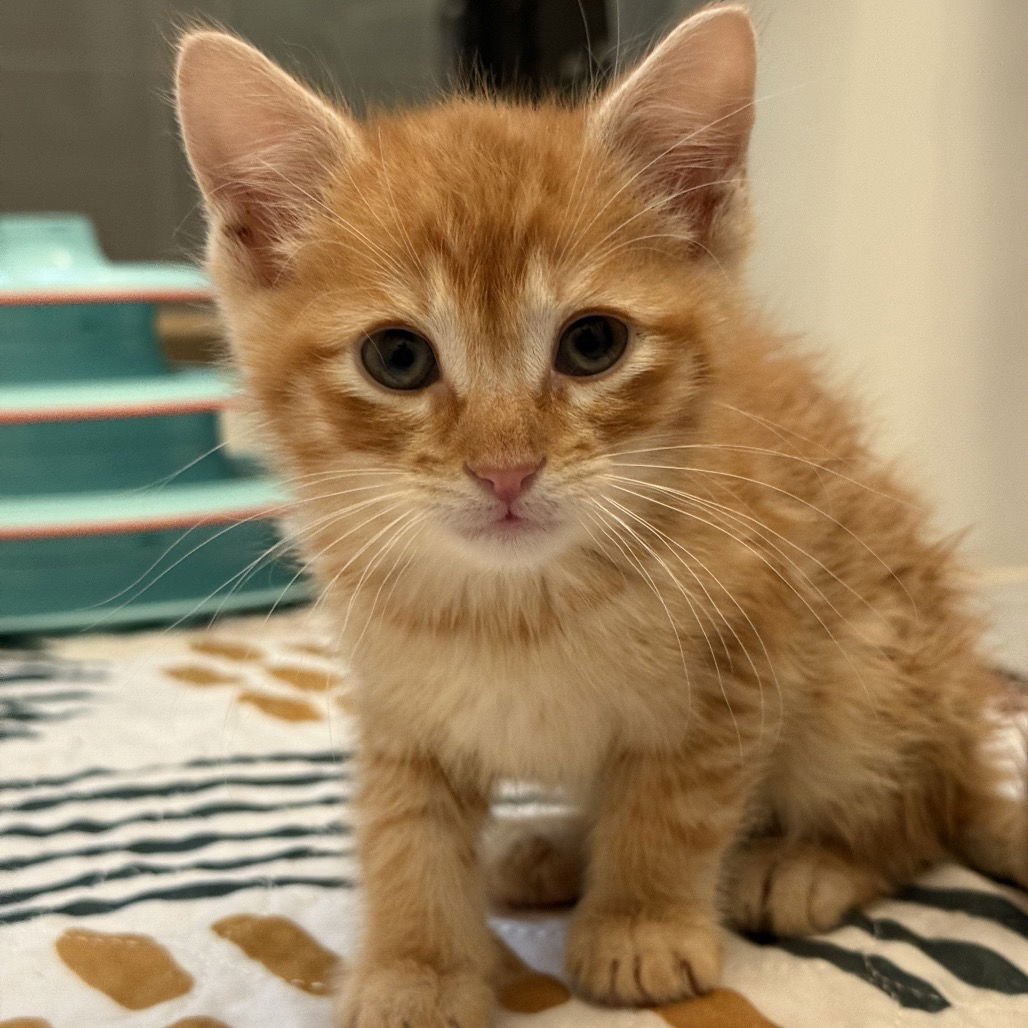 CABERNET - Domestic Short Hair available for adoption