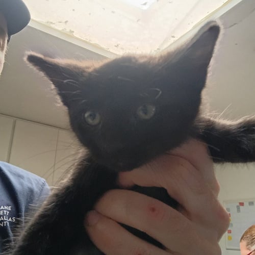 ORLANDO - Domestic Short Hair available for adoption
