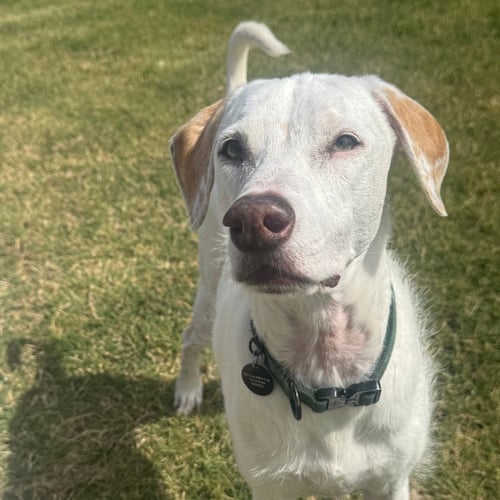 TOBY VII (NEW DIGS) - Terrier available for adoption