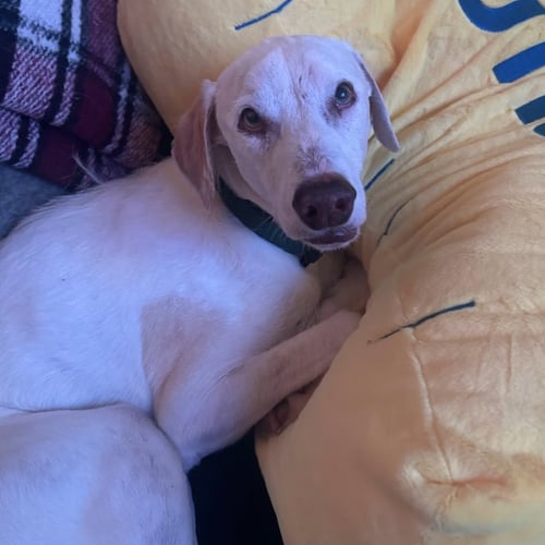 TOBY VII (NEW DIGS) - Terrier available for adoption
