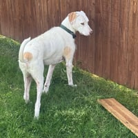 Toby VII (New Digs) - Photo 3