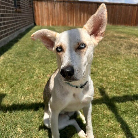 INDY - Husky available for adoption