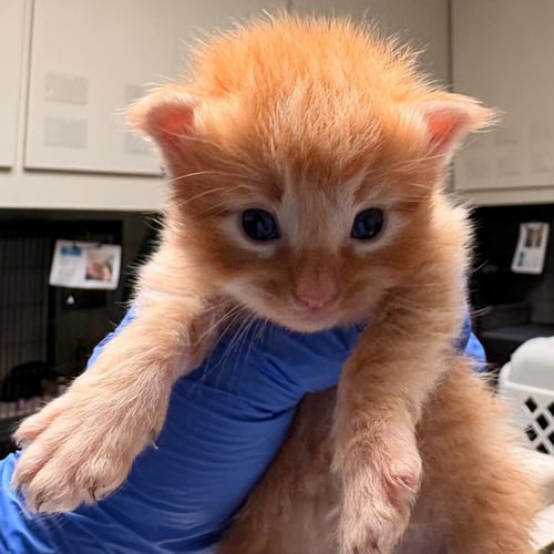 CHEDDAR - Domestic Short Hair available for adoption