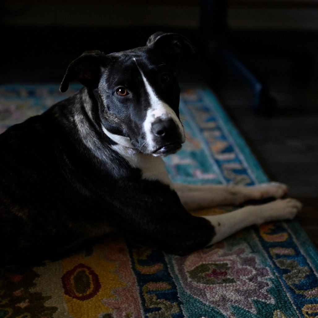 HARPER (NEW DIGS) - Border Collie available for adoption