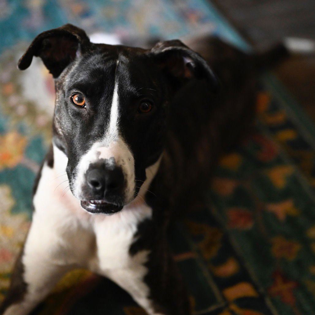 Harper (New Digs) - Photo 3