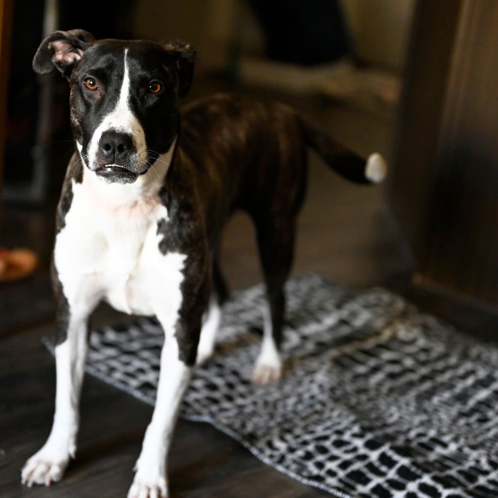 Harper (New Digs) - Photo 4