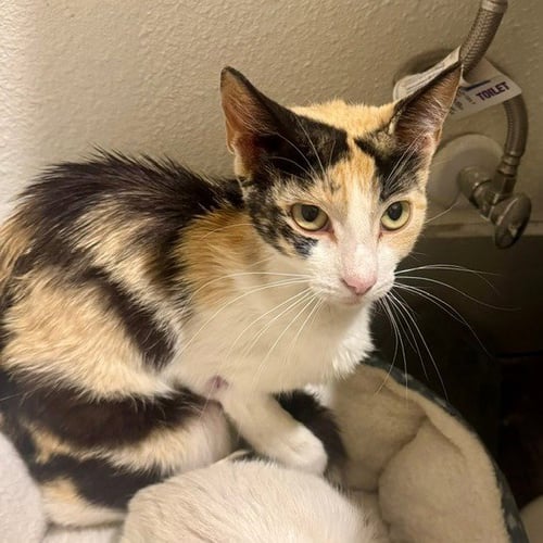 LILA - Domestic Short Hair available for adoption