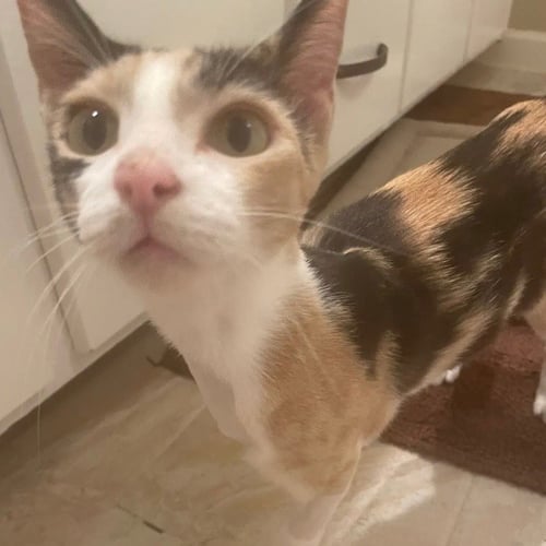 LILA - Domestic Short Hair available for adoption