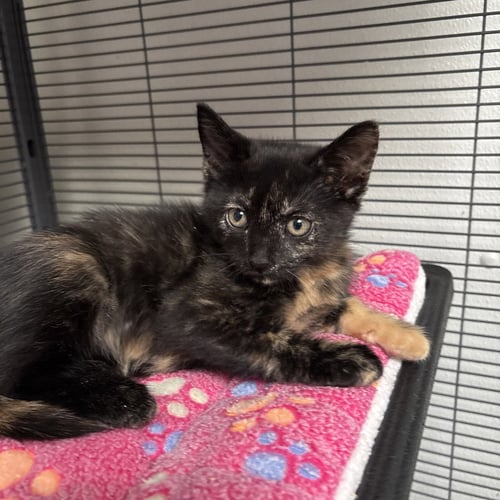 SWEETS - Domestic Short Hair available for adoption