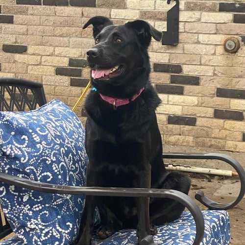 CORA - Black Labrador Retriever for adoption in Richardson