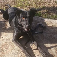 Cora - Photo 2
