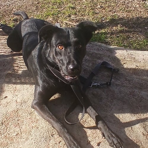 CORA - Black Labrador Retriever available for adoption