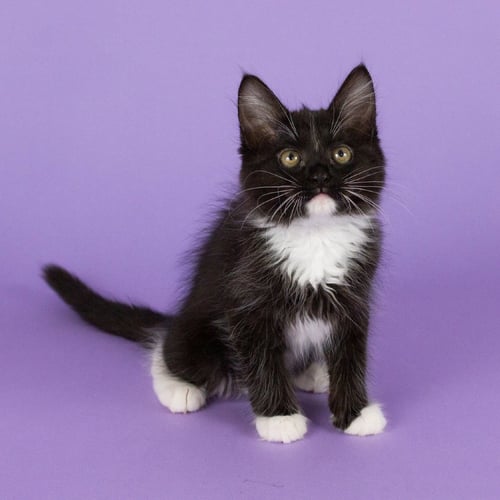 BOTTLE OF RUM - Domestic Medium Hair available for adoption
