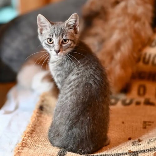 SAM - Domestic Short Hair available for adoption