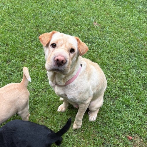 HOLY MOLY MACARONI - Shar Pei available for adoption