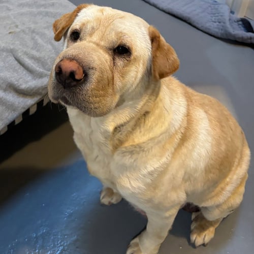 HOLY MOLY MACARONI - Shar Pei available for adoption
