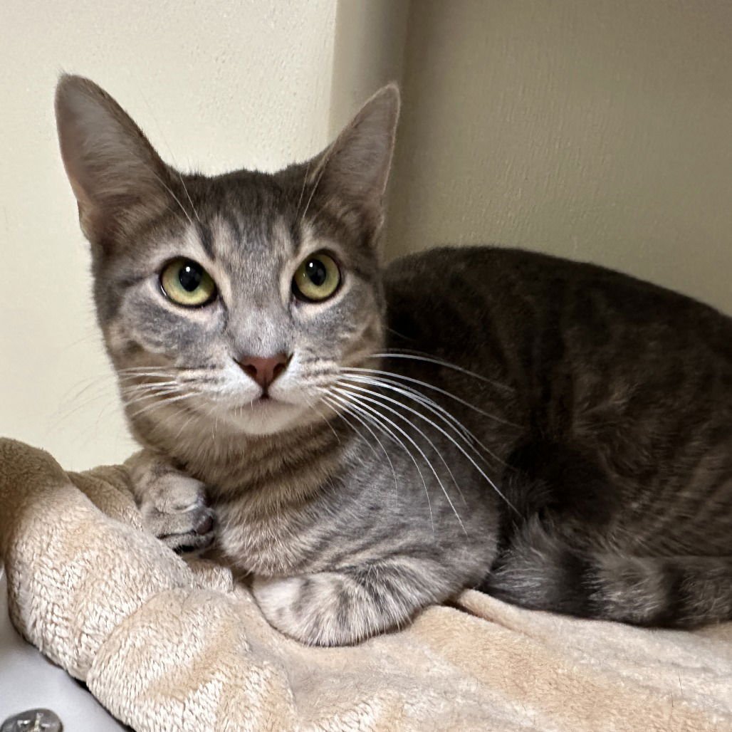 WHIMZLE - Domestic Short Hair available for adoption