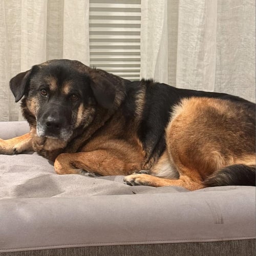 PEAR - German Shepherd Dog available for adoption