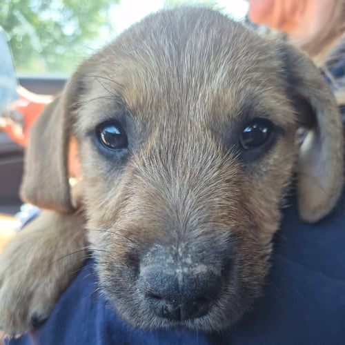 CICI - Terrier available for adoption