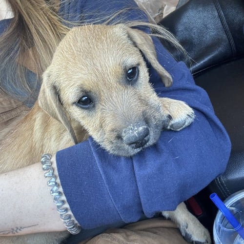 CICI - Terrier available for adoption