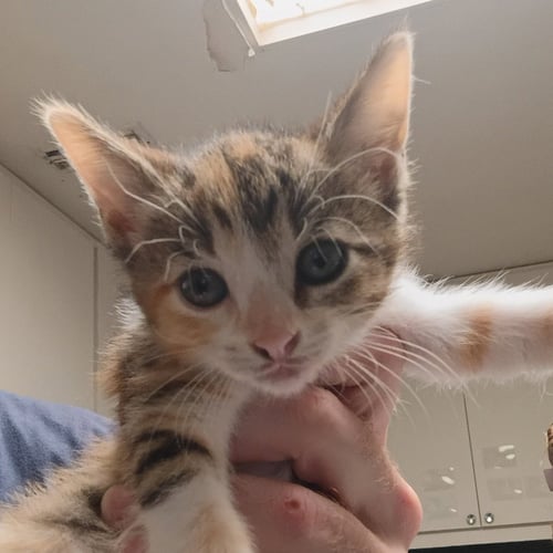 BISCAYNE - Domestic Short Hair available for adoption