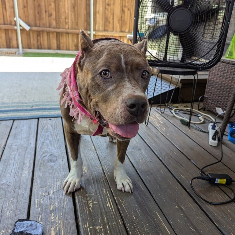 Freyja Image