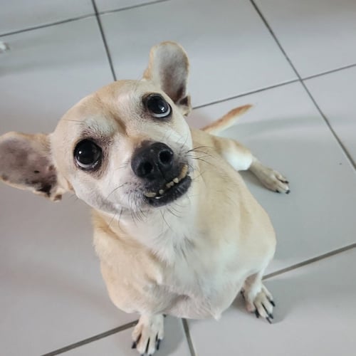 LEROY - Chihuahua available for adoption