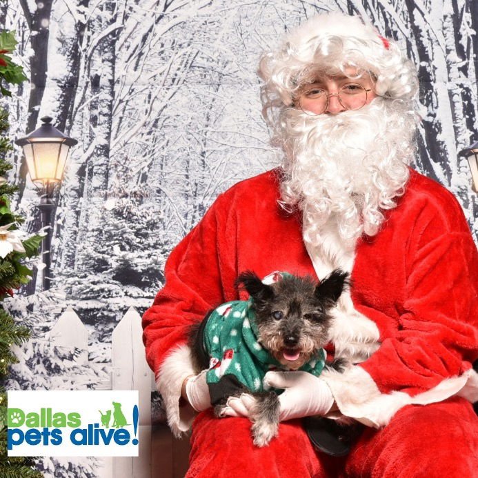 CANDY - Cairn Terrier available for adoption