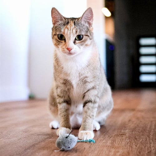 ROSEMARY - Domestic Short Hair for adoption in Carrollton