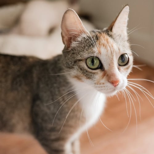 ROSEMARY - Domestic Short Hair available for adoption