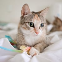 Rosemary - Photo 4
