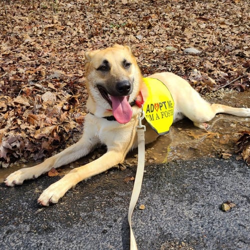 TONY - German Shepherd Dog available for adoption