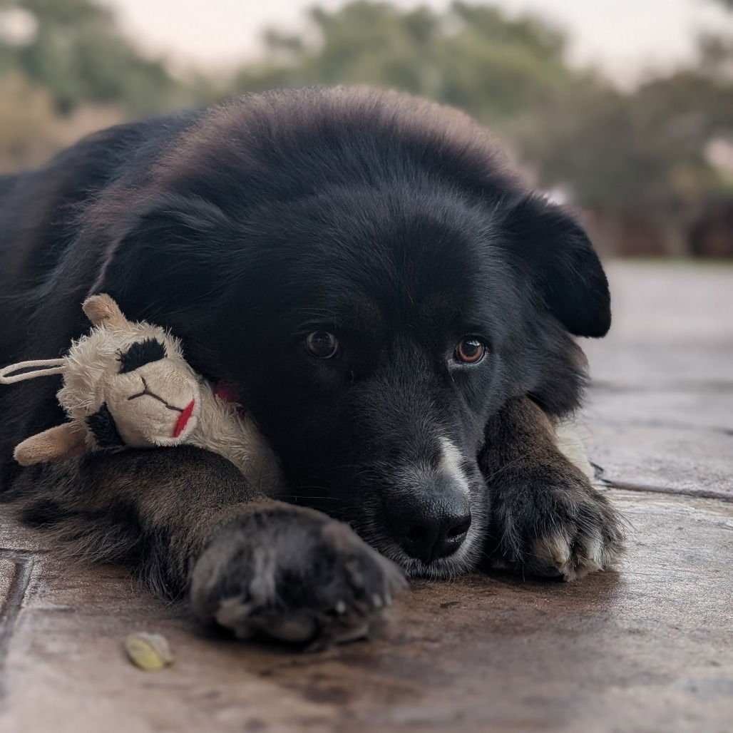 BOWIE III (NEW DIGS) - Border Collie available for adoption