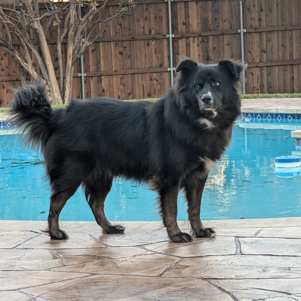 BOWIE III (NEW DIGS) - Border Collie available for adoption