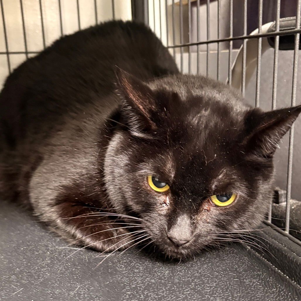 JYNX - Domestic Short Hair available for adoption