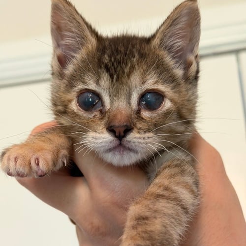 POPPY SEED MUFFIN - Domestic Short Hair available for adoption